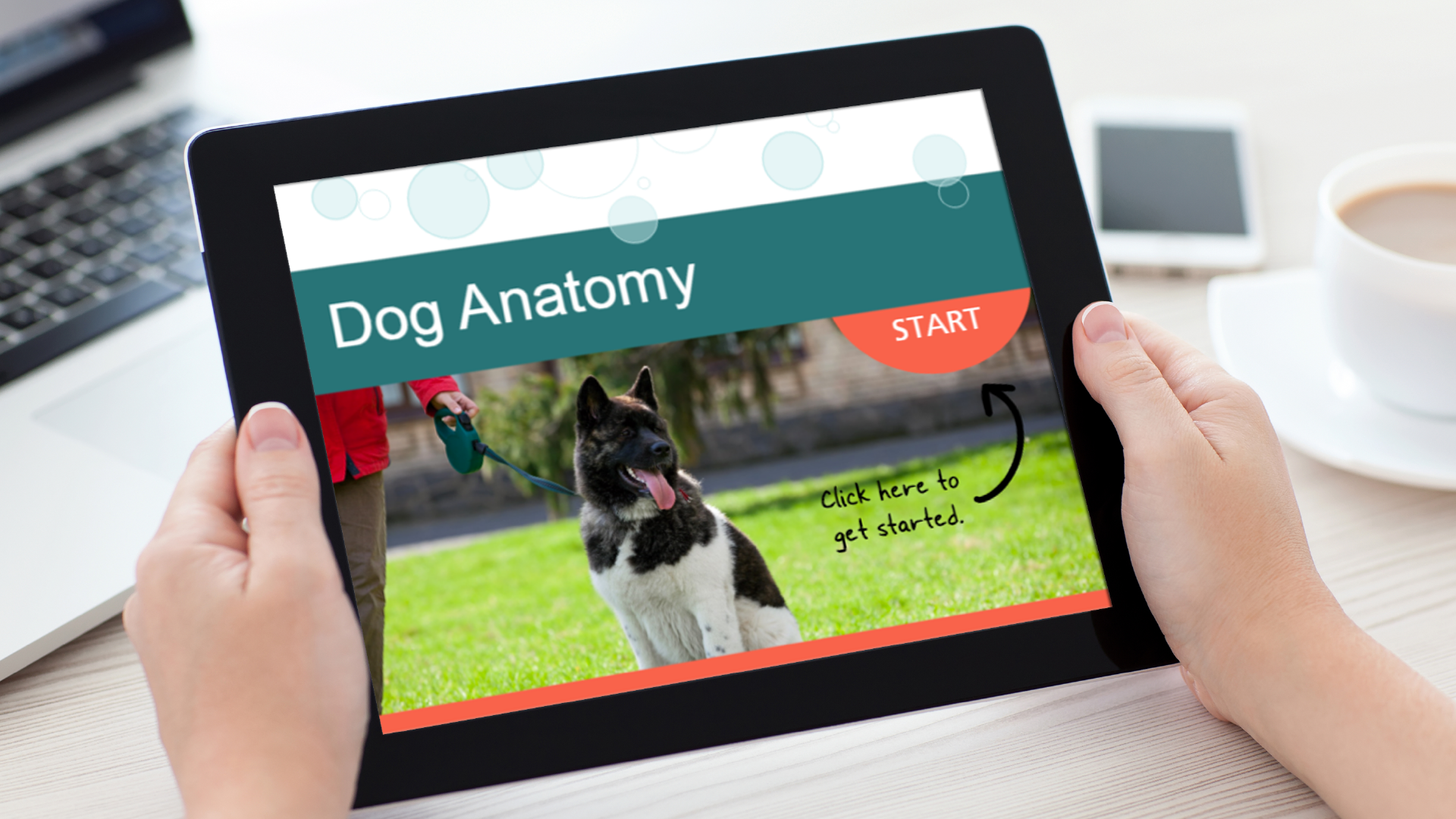 Tim Slade's eLearning Portfolio | PetSmart Dog Anatomy eLearning Custom eLearning Development & Design graphic design