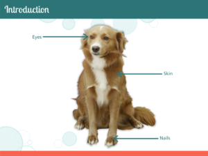 Tim Slade's eLearning Portfolio | PetSmart Dog Anatomy eLearning | Custom eLearning Development & Design