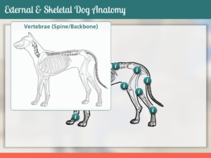 Tim Slade's eLearning Portfolio | PetSmart Dog Anatomy eLearning | Custom eLearning Development & Design